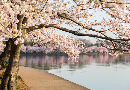 详细介绍日本樱花花花小路花朵樱花枝条边缘节日盆地人行道宏观潮汐图片