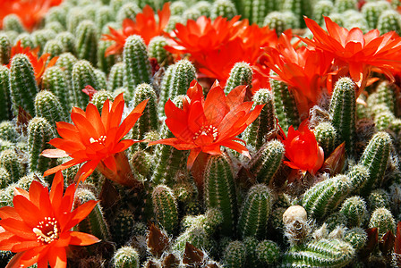 Cactus 红花花沙漠花园花沙火炬植被绿色花朵脊柱播种机植物图片