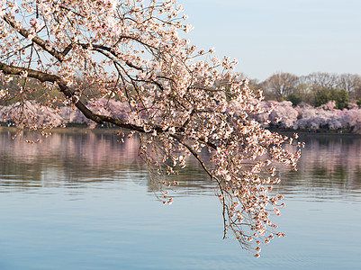 日本樱花花花的宏观照片详细集图花朵粉色阳光直流电盆地晴天樱花潮汐白色枝条图片