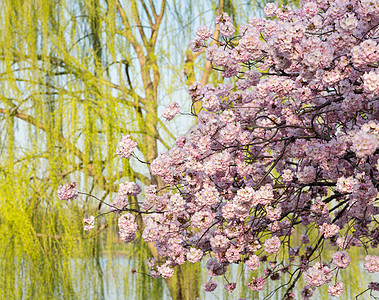 详细图片 日本樱花花花和柳树图片