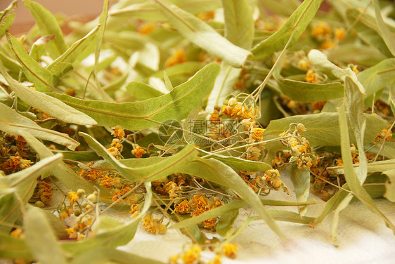 草药茶树叶季节性草本植物味道绿色芳香叶子草本饮料福利图片