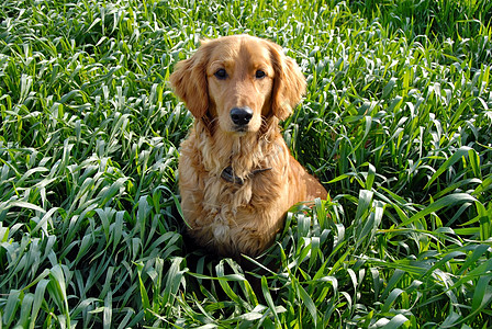 草地中的狗小狗微笑毛皮金子阳光公园猎犬橙子犬类动物图片