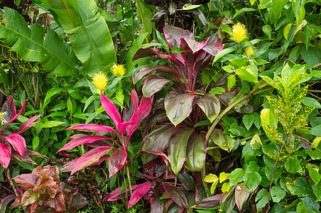 热带热带植被植物花朵画幅火山树叶水平雨林丛林植物群生活图片