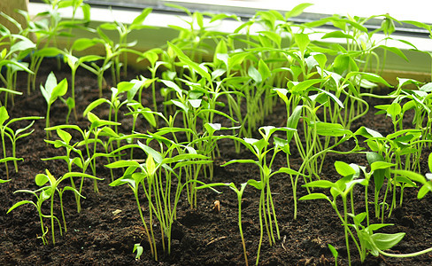 小型植物植物学种子自然实验生物生长蔬菜遗传实验室图片