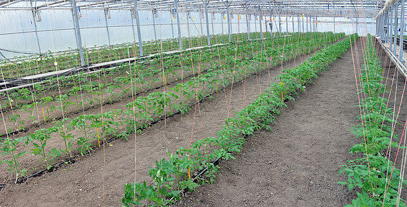 温室西红柿种子自然生理植物学遗传实验工程生长配种生物图片