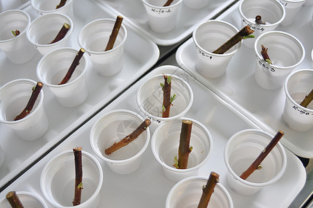 育苗的树枝学校插条遗传实验室配种实验生长科学生物生理图片