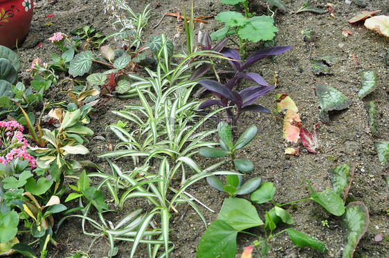 小型植物配种实验室学校工程温室生长生物实验学生科学图片