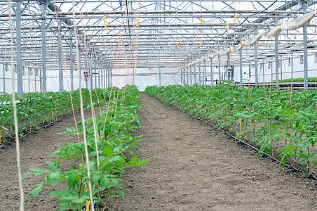 温室西红柿生理蔬菜生物植物学自然遗传种子科学工程实验背景图片