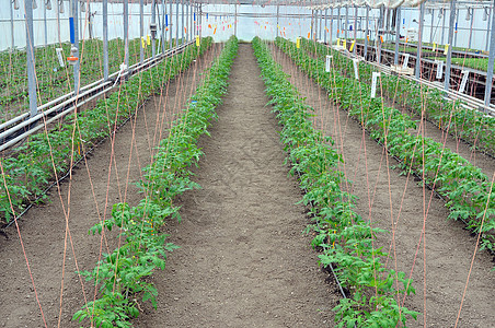 温室西红柿生物科学遗传蔬菜配种生长实验种子植物学生理图片