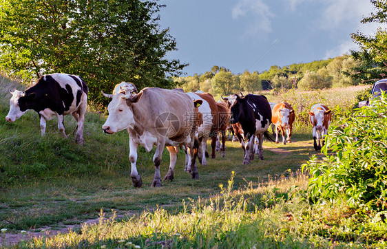 牛群在阳光明媚的青夏草地上放牧图片
