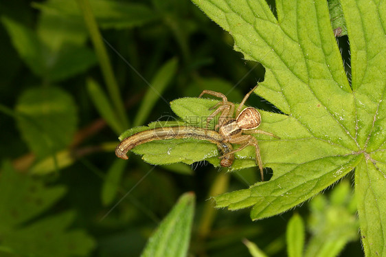 螃蟹蜘蛛绿色动物森林昆虫学荒野猎物捕食者宏观白色生物学图片