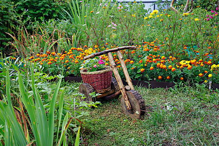 带草药的篮子柳条花园背景薄荷风景盆栽菜园植物绿色迷迭香图片