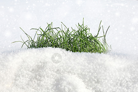 雪上的青草唤醒雪草高清图片