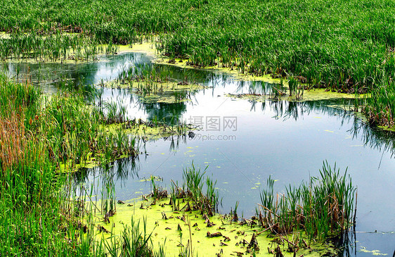 堆积芦苇荒野环境水池树叶池塘生态苔藓粘液绿色图片