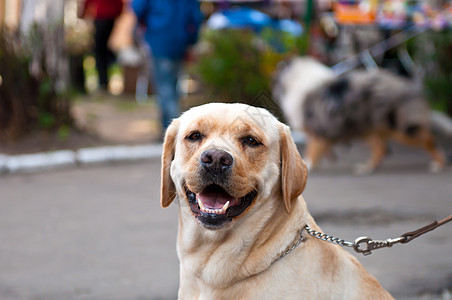 寻回狗狗宠物猎犬哺乳动物毛皮展示头发血统伴侣朋友男性图片