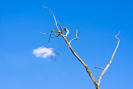 天空 树木和云图片