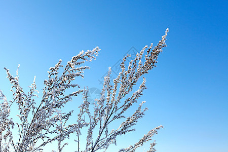 雪中白雪分支温度下雪植物阳光水晶太阳枝条衬套季节云杉图片