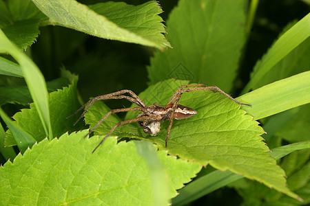 托儿所网蜘蛛动物脊椎动物昆虫学猎物动物学甲壳宏观叶子蠕变野生动物图片