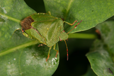 绿色防护虫黑色植物森林生物学红色昆虫动物野生动物宏观荒野图片