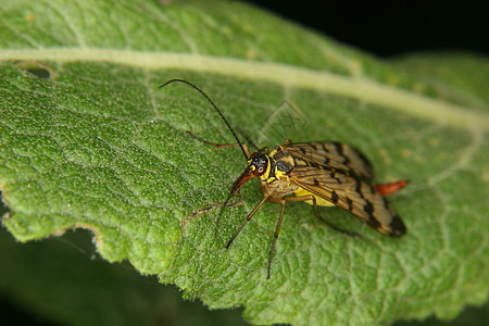 普通天蝎动物野生动物叶子昆虫学眼睛森林动物学翅膀下颌骨宏观图片
