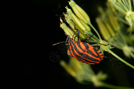 条形错误 长磷线性昆虫学叶子昆虫植物环境脊椎动物动物宏观红色生物学图片