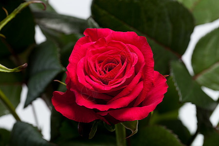 红玫瑰花瓣念日植物宏观花朵玫瑰情人花园生日婚礼图片