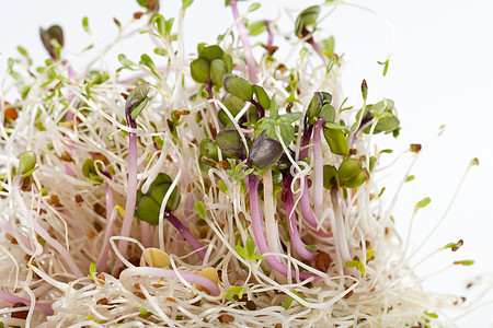 健康的饮食 新鲜的芽苗在白色背景上被孤立谷物大豆生物叶子种子扁豆萝卜厨房生活收成图片