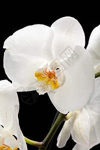 白色兰花 在黑色上隔离粉色温泉橙子婚礼静物花束纪念日黄色植物群热带图片
