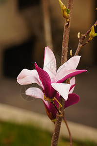 Magnolia树的花朵脆弱性玉兰阳光照射蓝色植物学白色晴天粉色季节美丽图片