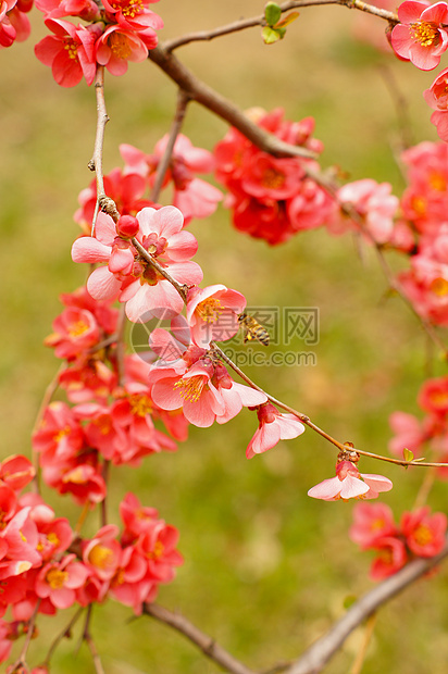 桃花开女士季节花瓣迷你裙女孩紫红色天空植物丫头衬裙图片