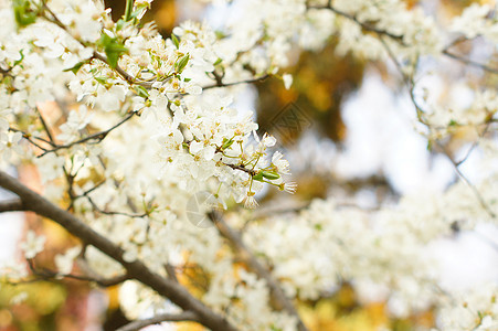 樱桃树开花天空水果植物学花瓣宏观美丽晴天雌蕊园艺果园图片
