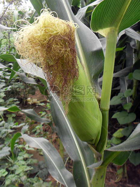 玉米角农作物作物油料植物农业农田花朵经济作物图片