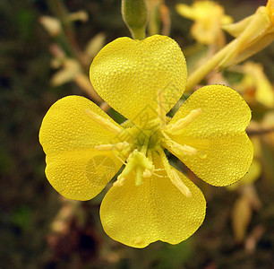 黄黄色花朵植物背景图片