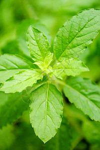 Basil 叶子烹饪植物厨房海鲜背景图片