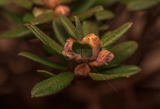 阿扎莱亚植物学花园植物灌木花蕾绿色植物群生物学衬套叶子图片