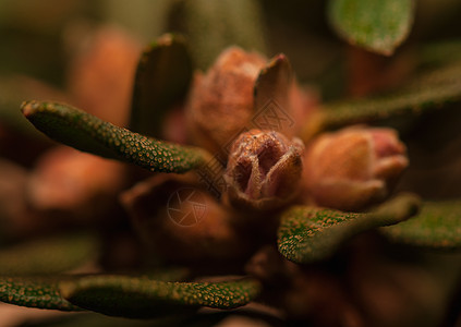 阿扎莱亚植物群绿色灌木植物生物学衬套花园植物学花蕾叶子图片