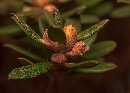 阿扎莱亚花蕾衬套绿色植物学灌木生物学叶子植物花园植物群图片