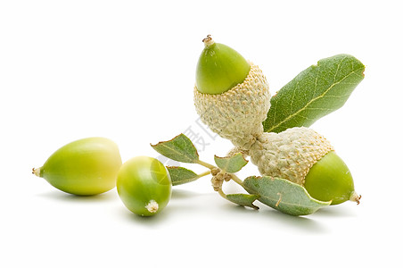 橡橡果干果绿色宏观白色植被木头水果营养食物图片