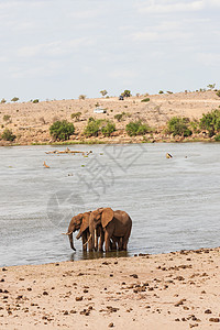 肯尼亚的绿色吉普车荒野车辆动物天空旅行旅游大草原野生动物图片