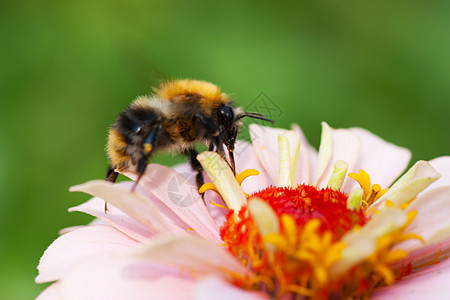 花朵上的蜜蜂工作微分花园雏菊翅膀花粉蜂蜜生育力植物动物图片