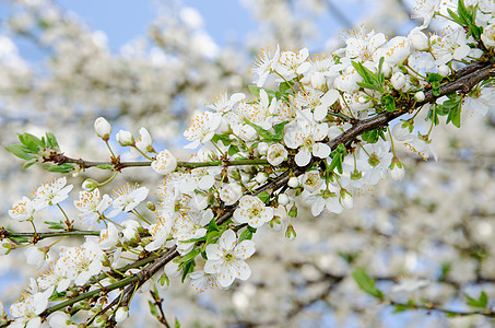 白色春天树枝的本底背景图片