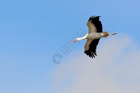 飞鹤蓝色空气飞行天空翅膀自由野生动物动物孩子希望图片