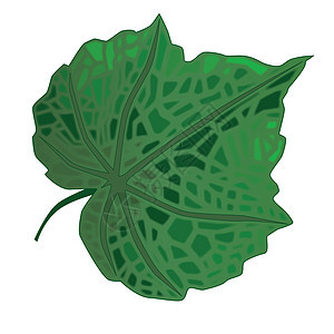 叶子艺术品绘画植被插图绿色白色艺术图片