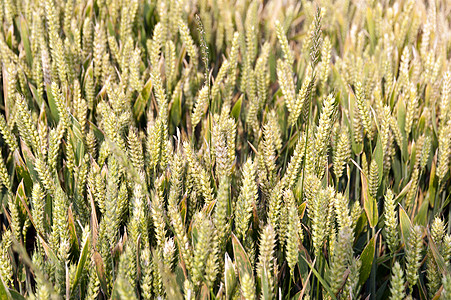 Cornfield 详细信息玉米粮食耕地小麦玉米地场地植物农业粮田农村经济图片