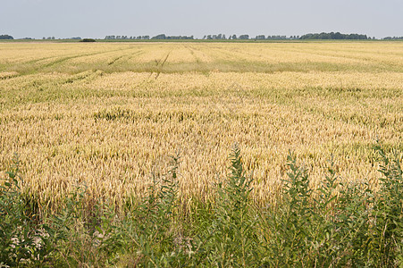 德国农业地貌景观 德国粮食场地玉米地农村经济小麦粮田麦田植物玉米耕地图片