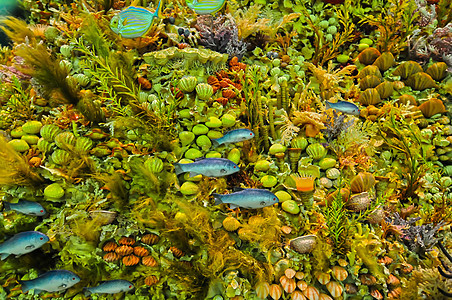 珊瑚礁海底的海洋生物野生动物假期潜水珊瑚海洋红色蓝色热带旅行荒野图片