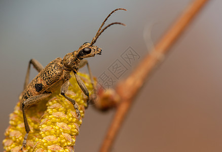 毛毛藻荒野女性昆虫动物群动物天线甲虫照片触角昆虫学图片