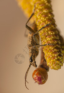毛毛藻动物照片昆虫学昆虫野生动物触角天线生物体动物群宏观图片