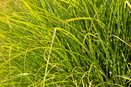 Prairie 草根图片