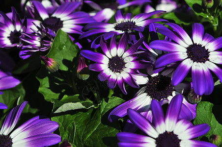 充满活力的亮紫紫色和白花图片